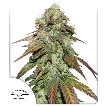 [DUTCH PASSION] CBD MAZAR - 5 pces.