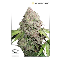 [DUTCH PASSION] Charlotte's Angel Feminized - 5 pces.