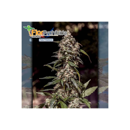 [POSITRONICS] CBD+ 1:20 - 5 pces.