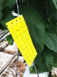 [BIOCONTROL] Catch it - Jaune - 25cm (x20)